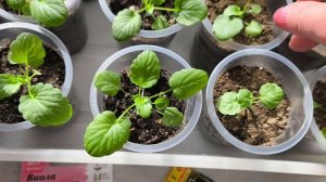 Рассада виолы 🌺🌺🌺чем подкормила.