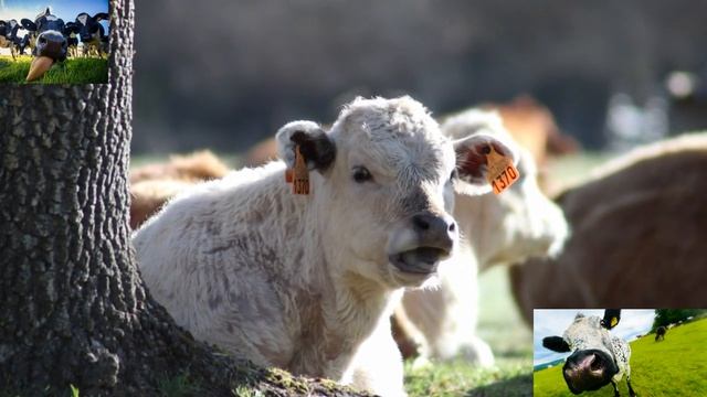 корова соня