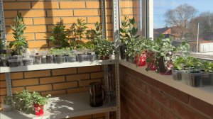 22.03.26 Рассада. Как подсыпать лук, перевалить петунию, томат и перец