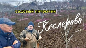Садовый питомник в Кеслерово.Покупаем саженцы. Советы по уходу от агронома. Краснодарский край.