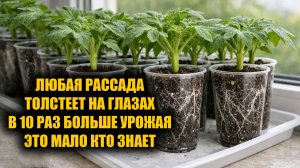 Рассада из слабой в мощную за 2 дня, полила этим и обалдела! Лучшая подкормка для любой рассады!
