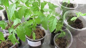Пикировка томатов в марте, чтобы на утро не повяли