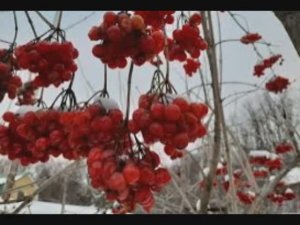 24 марта - Ефимов день. Народные приметы и традиции