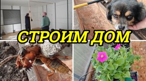 В НОВОМ ДОМЕ ДЕЛАЕМ ПЕРЕГОРОДКУ, НАЧАЛА ВСКАПЫВАТЬ ТЕПЛИЦУ, МЕДВЕДКИ