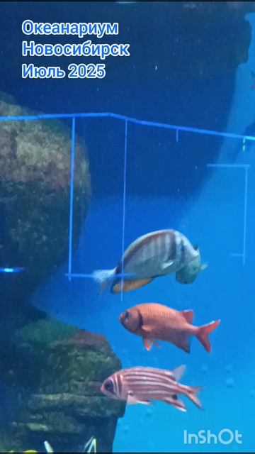 НОВОСИБИРСКИЙ ОКЕАНАРИУМ