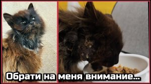 Никто не обращал внимания на ее беду... Травма шеи, отёк глаза, истощение. Но все изменилось