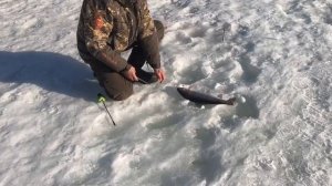 поимка форели на пасту