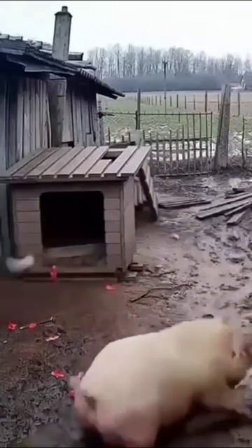 Переполох 👍👍👍