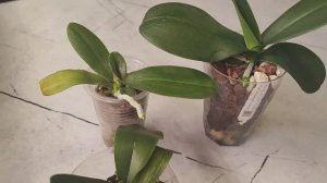 Не зашёл ❗Меняю субстрат у Snow Ball