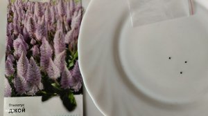 Птилотус Джой - результаты посева семян