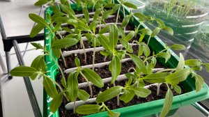 Пикирую рассаду томатов гигантов и Минусинских.