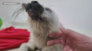 Маленькую нерпу спасли рыбаки на Байкале: белёк едва не стал добычей птиц