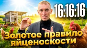 16:16:16 Золотое правило яйценоскости