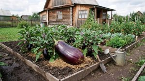 Как правильно посеять баклажаны