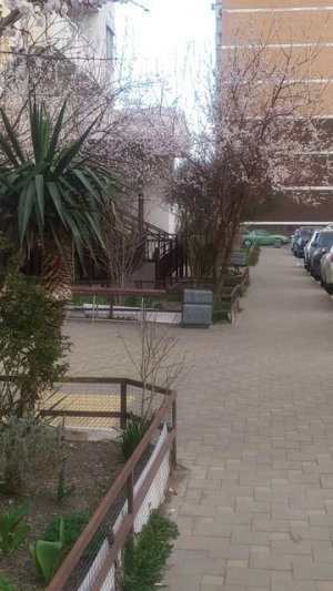 В субтропиках цветут деревья