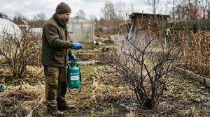 Чтобы на смородине ягода гнула ветки до земли сделайте прямо сейчас эту процедуру весной!