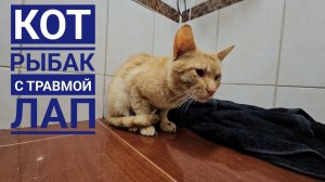 Кот Рыбак найден на улице с травмами лап, но это далеко не все наши проблемы...