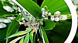 С Днём Рождения 4! Ландышевая Сказка от Киностудии Мудрого Кота Тимофея!!!