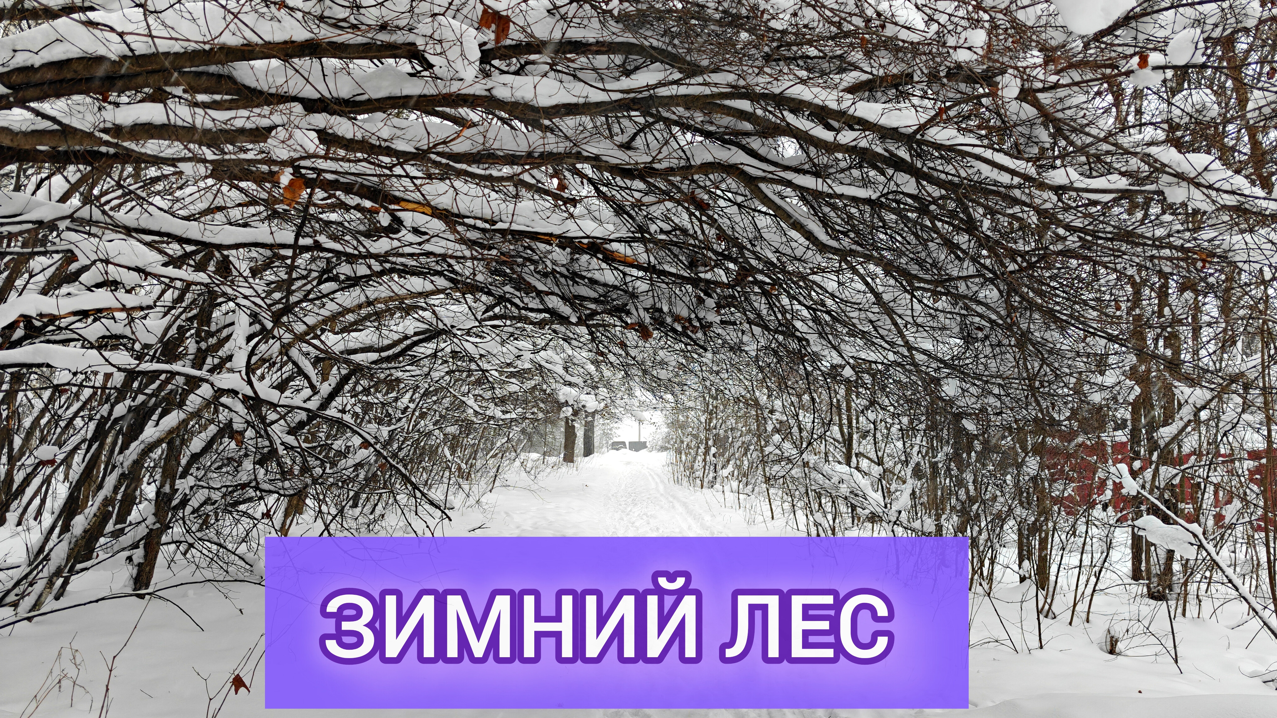 ПРОГУЛКА ПО ЗИМНЕМУ ЛЕСУ ❄️