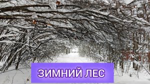 ПРОГУЛКА ПО ЗИМНЕМУ ЛЕСУ ❄️