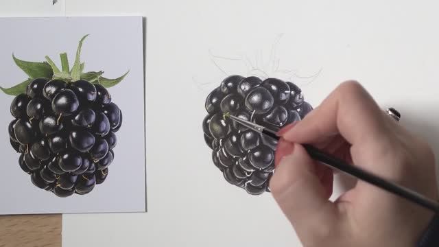 Как нарисовать акварелью ежевику, используя всего три основных цвета 🎨