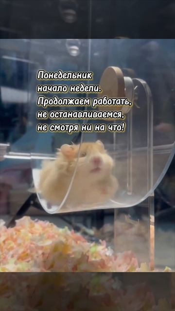 Продолжаем работать 💪 #грузовыерешения #грузовыеперевозки #дальнобой #логистика