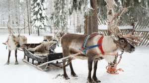 Оленьи гонки и традиционные застолья. День оленевода отметили в Салехарде