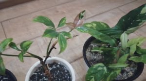 Ручейки и пересадка растений! 🪴