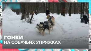Как проходят гонки на собачьих упряжках | Спортивная редакция — Москва 24 | Контент
