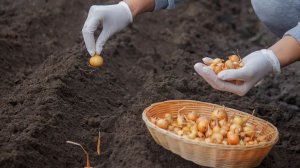 Когда сажать лук-севок, чтобы он не ушел в стрелку: развенчиваем главный миф