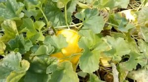 Дача 6 соток. Арбузы и дыни на конец августа.