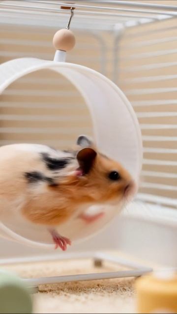 Смешной хомяк на колесе #хомяк #питомцы #видео