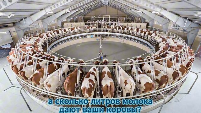 О высокопродуктивных коровах