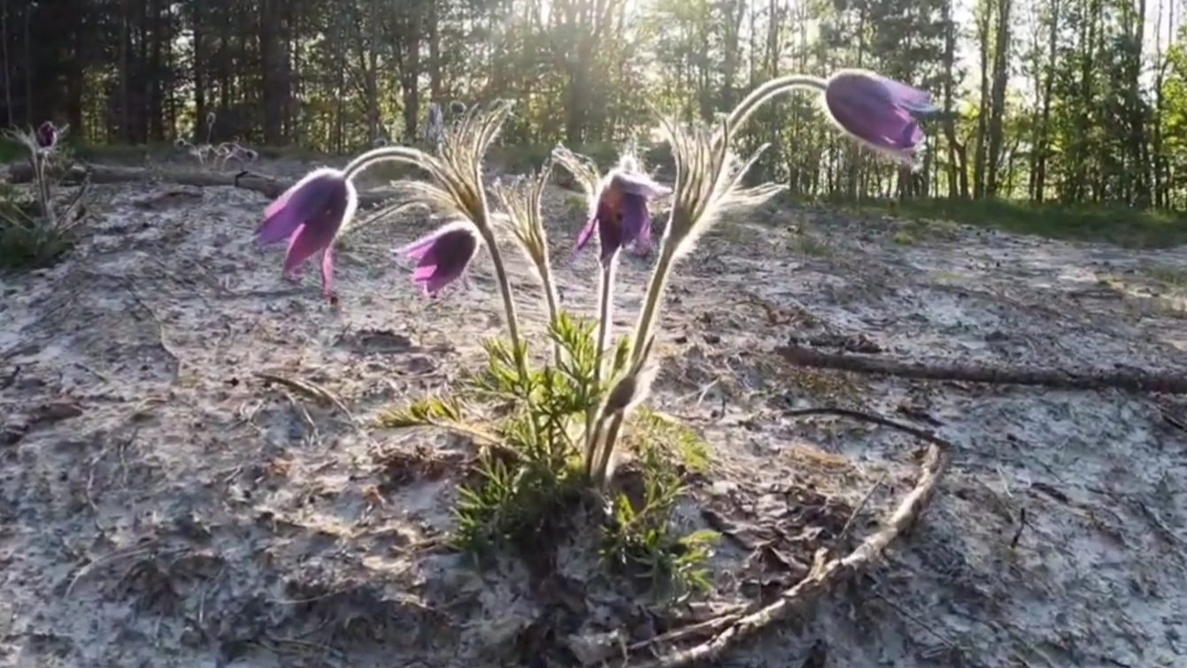 первоцветы в лесу сон трава