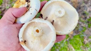 РАЗНООБРАЗИЕ ГРИБОВ ЛЕТОМ. Грибы в августе