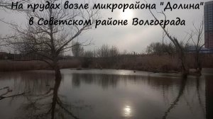 На прудах возле микрорайона «Долина» в Советском районе Волгограда