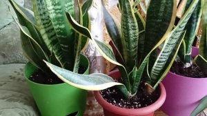 Сансевиерия Лауренти уход, размножение