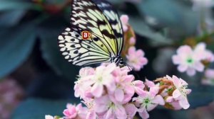 "Хорошие мысли".Автор слов Светлана Чеколяева