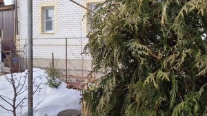 Пленэр в саду весной. Рассада, теплица.