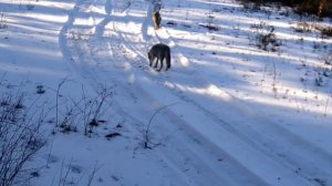 🐺🐺🐺🐺🐺 видео фото ловушки.