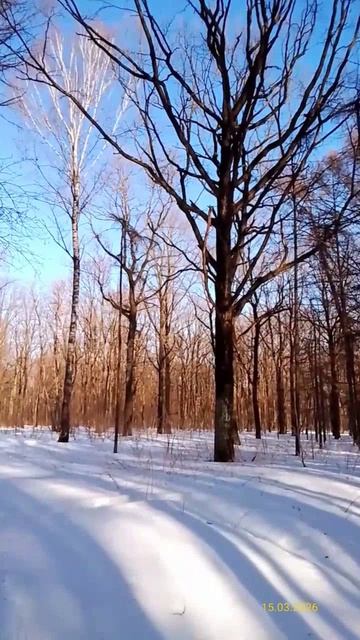 Главный ботанический сад имени Н. В. Цицина РАН 15.03.2026