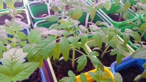 2301. Рассадный 2026 г.Очередная комплексная подкормка рассады томатов.