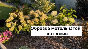 ВЕСЕННЯЯ обрезка молодой гортензии!