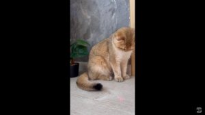 Котята питомник кошек  ВЕСТА