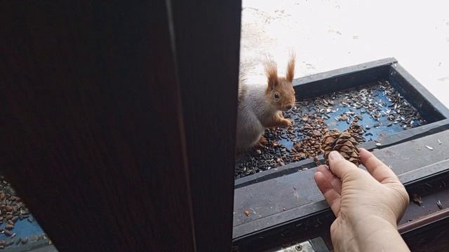 кормлю белок за окном