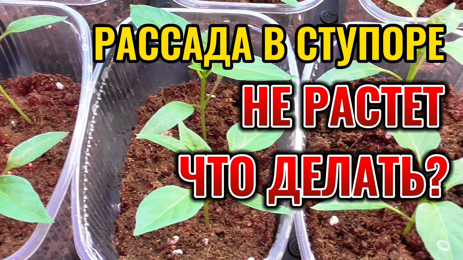Вот что нужно чтобы РАССАДА хорошо росла не вытягивалась была крепкой на толстой ножке 🌱