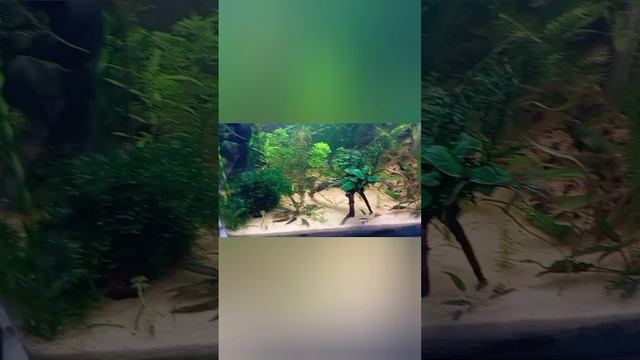 аквариум на земле, запуск и продолжение