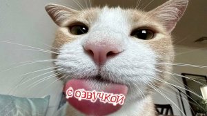 ПРИКОЛЫ С КОТАМИ! - С ОЗВУЧКОЙ! Самые смешные животные! СМЕШНЫЕ КОТЫ!
