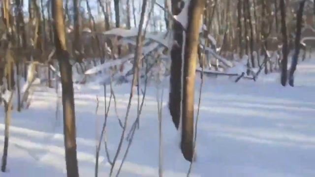 в лесу ЧАСТЬ 79 смотреть онлайн