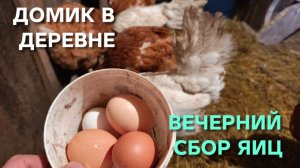 Куры-несушки снова сегодня радуют Вечерний сбор яиц На омлет хватит